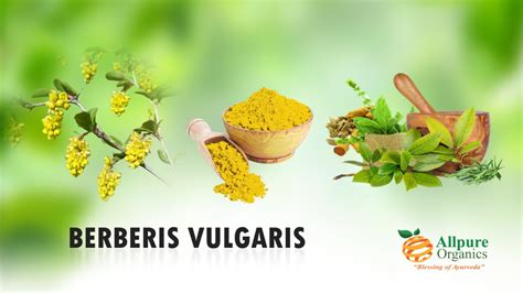 BERBERIS VULGARIS - Allpure Organics