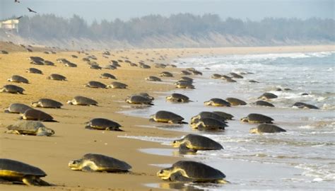 New Record In A First Over Lakh Olive Ridley Turtles Lay Eggs On