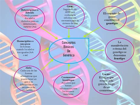 Equipo 7 Biologia Conceptos básicos de genetica