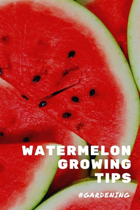 5 Tips for Growing Watermelon - Outnumbered 3 to 1