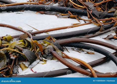 Bull Whip Kelp On White Sand Stock Photo Image Of Pacific Coastal