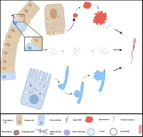 Ciliated Cell Diagram