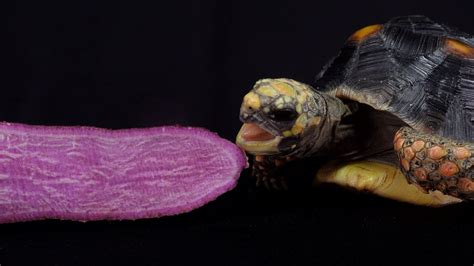 Asmr Red Sweet Potato Tortoise Eating Mukbang Foot