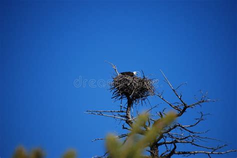 Bald Eagle in Aerie Nest stock photo. Image of bald, industry - 5509214