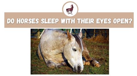 Do Horses Sleep With Their Eyes Open The Livestock Expert