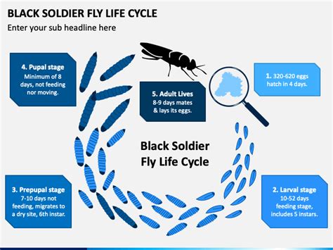 Black Soldier Fly Life Cycle PowerPoint and Google Slides Template ...