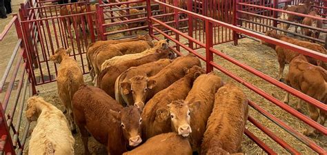 La Lonja De Salamanca Vuelve A Cotizar Al Alza El Vacuno De Carne El