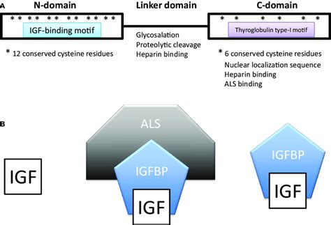 A Domain Structure Of Insulin Like Growth Factor Binding Proteins