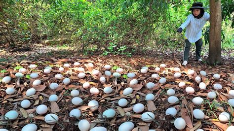 Wow Wow Unique A Female Fisherman Pick A Lot Of Duck Eggs In The Woods