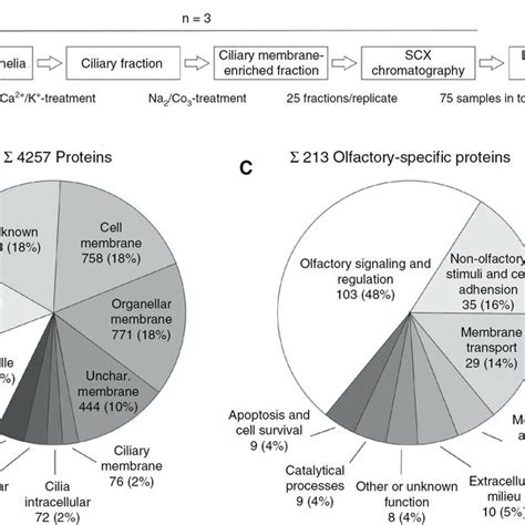 Identification And Quantification Of Rab Gtpases From Compactin Treated