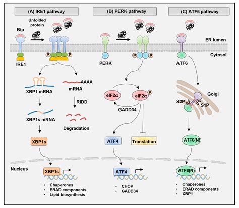 Biomedicines Free Full Text Roles Of Xbp1s In Transcriptional