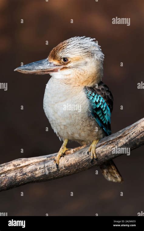 Portrait Of A Blue Winged Kookaburra Stock Photo Alamy