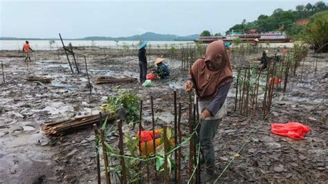 Bersama Warga Karimun Pt Timah Tanam Bibit Mangrove Di Pantai