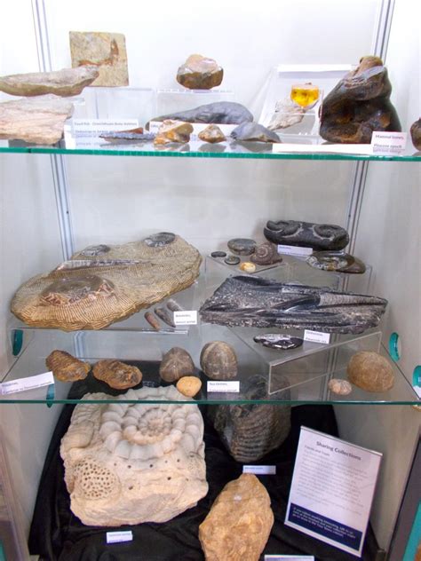 This fossil collection was generously loaned to the museum by a local ...