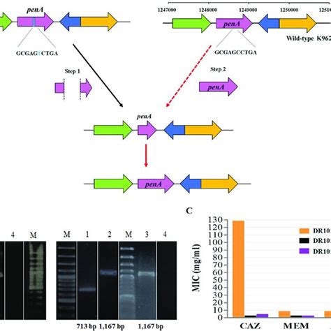 Growth Curves Of Burkholderia Pseudomallei Isolates Cultured In Lb Broth Download Scientific