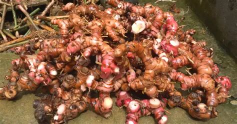 Growing Galangal Tuber At Home A Step By Step Guide Plants Gardens