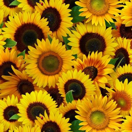 Yellow Sunflowers Packed