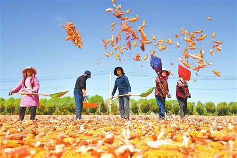 庆丰收促和美 共享喜悦时光——甘肃省庆祝中国农民丰收节系列活动综述 新华网