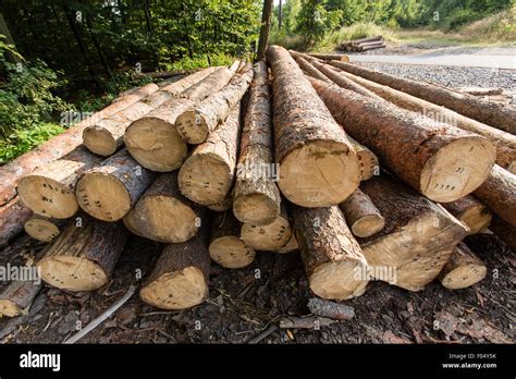 Wood Tree Forest Timber Log Logging Agriculture Stock Photo Alamy