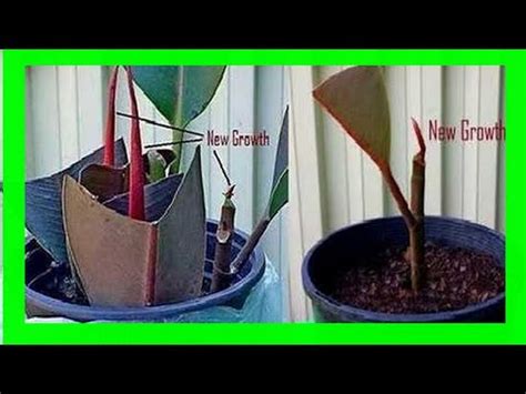 Rubber Plant Propagation : How To Root A Rubber Plant From Cuttings