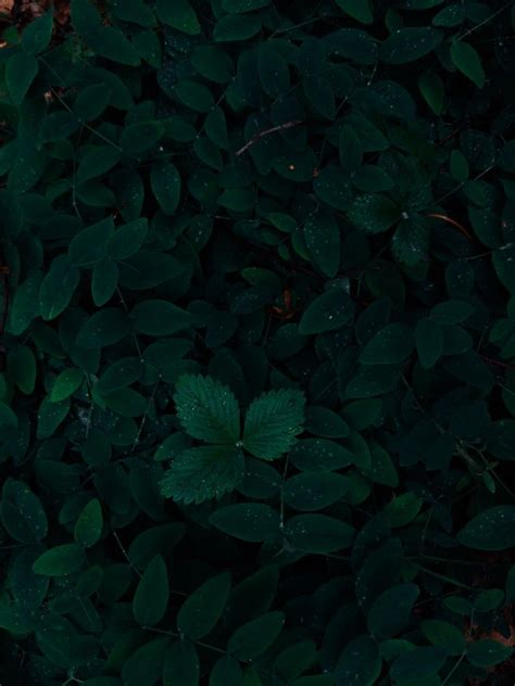 Dark Forest Aesthetic Dark Green Aesthetic Jade Green Color Green