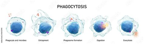 Phagocytosis . Step by step process of macrophage is swallowing and ...