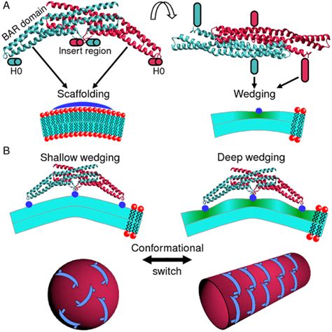 Illustration Of Membrane Curvature Generation By N BAR Proteins A