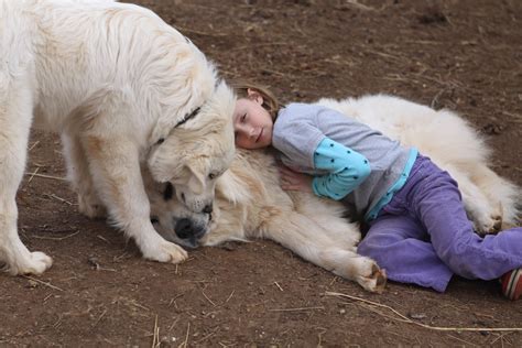 Hilltop Great Pyrenees Our Breeding Pyrs