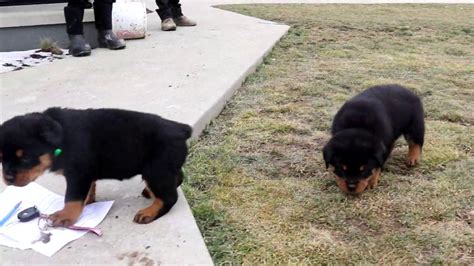 Rottweiler Puppies For Sale Youtube