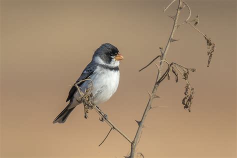 Foto Golinho Sporophila Albogularis Por Celso B Almeida Wiki Aves