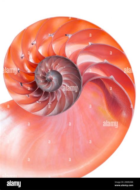 Detailed Red Halved Shell Of A Chambered Nautilus Nautilus Pompilius