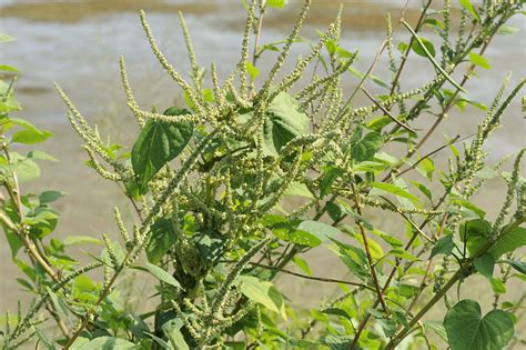 Amaranthus Hybridus Subsp Hybridus Flickr