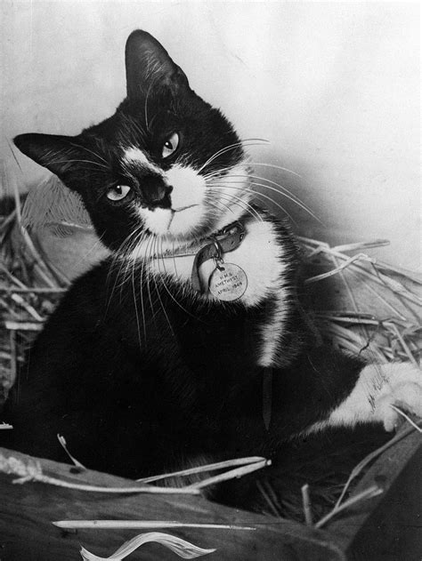 Animal Bravery Awards and How a Cat Became a WWII Hero | Time