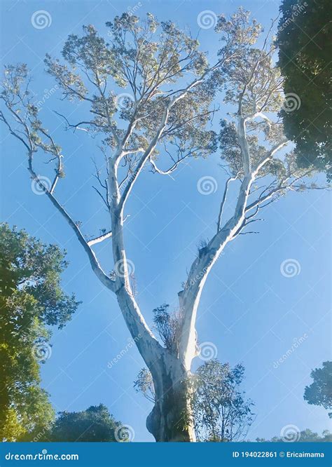 Brittle Gum Eucalyptus Mannifera In Forest Stock Image Image Of