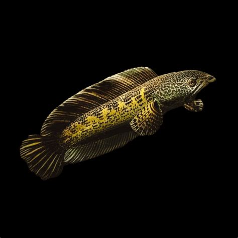 Black And Gold Cobra Snakehead Chana Aurantimaculata 12cm Sims