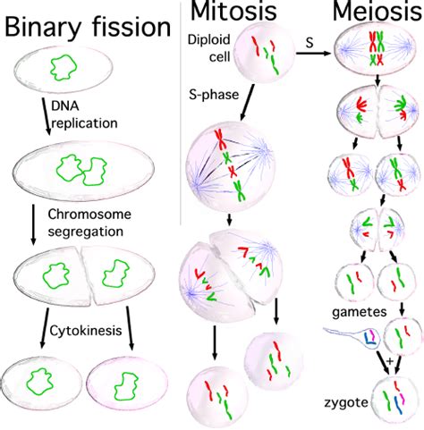 Cell Division Wikipedia