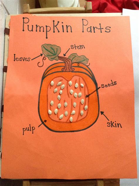 Parts Of A Pumpkin Preschool