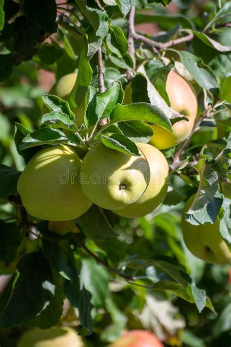 Large Sweet Braeburn Apples Ripening On Tree In Fruit Orchard Stock