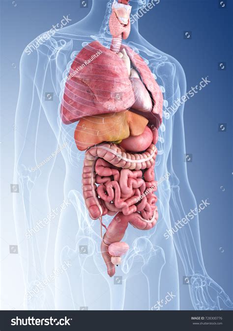 255,162 Human Body Organs Images, Stock Photos & Vectors | Shutterstock