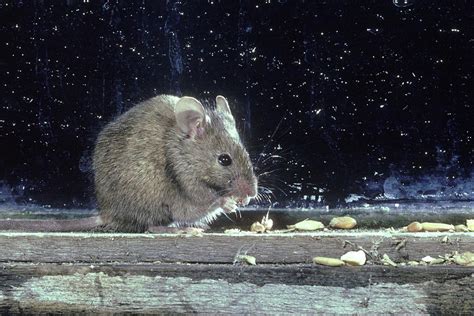 What You Need To Know About The House Mouse