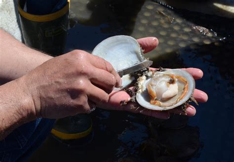 Noaa Fisheries Science Helps Maines Pioneering Sea Scallop Farmers