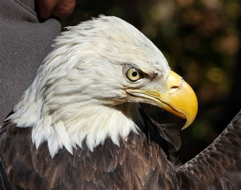 Bald Eagle Population Quadruples in a Decade | Virginia Public Radio
