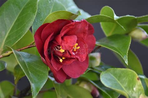 Camellia Camellia Japonica Stock Photo Image Of Japonica Garden