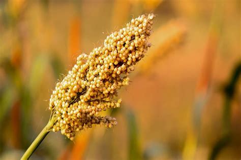 Guide To Grow Sorghum Jowar King Of Millets