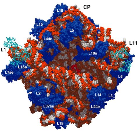 My Scientific Blog Research And Articles Rna Structure And Functions