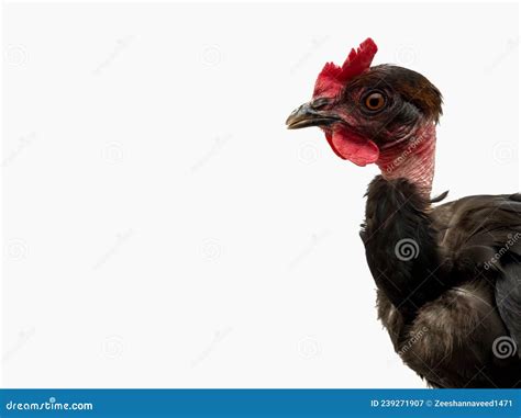 Naked Neck Chicken Breed Also Called As Transylvanian Naked Neck Or