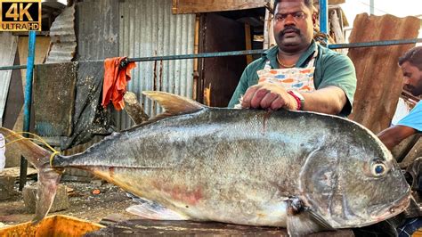 Kasimedu Speed Selvam Kg Giant Trevally Fish Cutting In