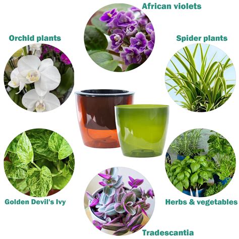 Snapklik Packs Large Clear Self Watering Pots For Indoor