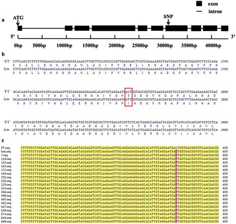 Gene Structure And Amino Acid Sequence Alignment A Gene Structure Of Download Scientific