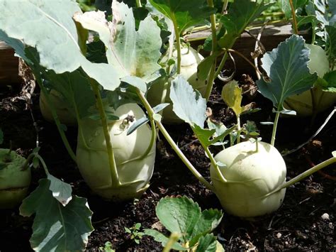 How To Grow Kohlrabi In Usa Soil Propagation Planting Care And